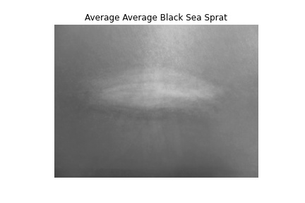 Picture of Mean Fish